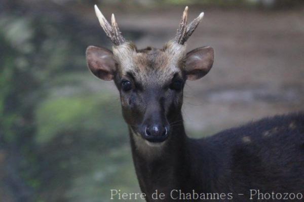 Visayan spotted deer