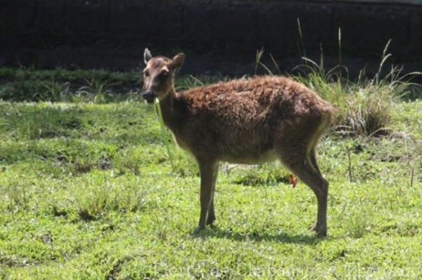 Visayan spotted deer