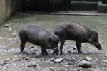 Visayan warty pig