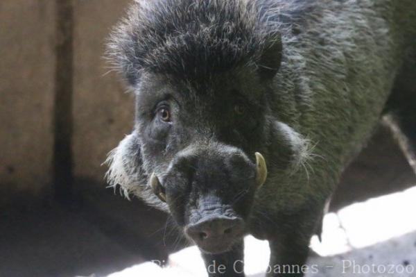 Visayan warty pig