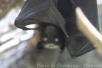 Giant golden-crowned flying-fox