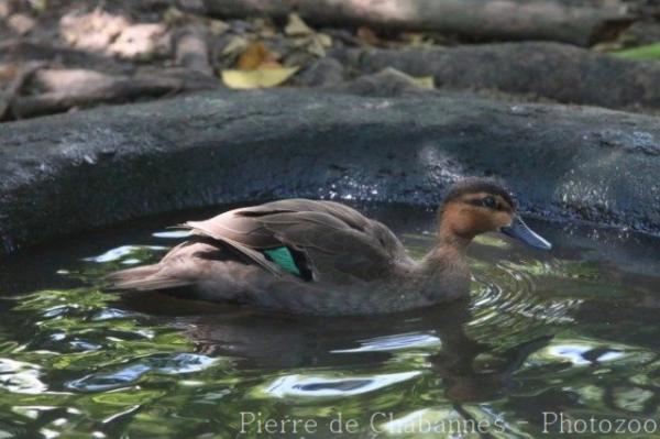 Philippine duck