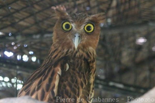 Philippine eagle-owl