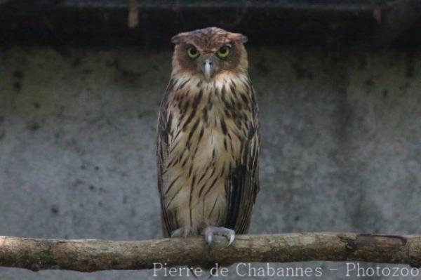 Philippine eagle-owl