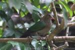 Emerald dove