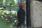 White-bellied woodpecker