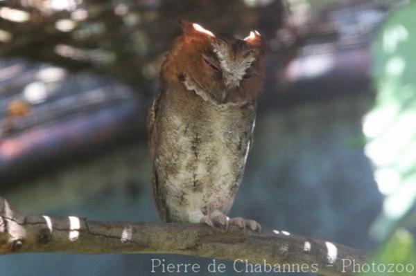 Visayan scops-owl