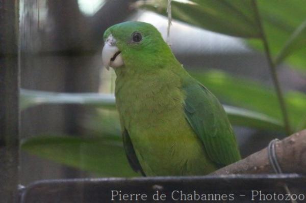 Blue-crowned racquet-tail