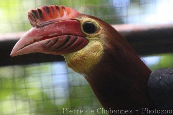 Rufous-headed hornbill