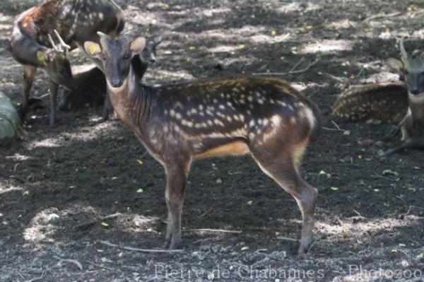 Visayan spotted deer