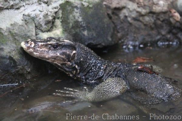 Visayan water monitor