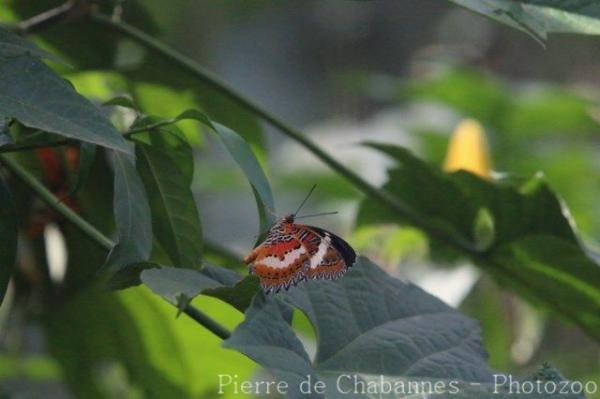 Malay lacewing