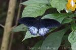 Palawan Butterfly Eco-garden