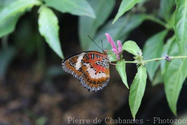 Malay lacewing