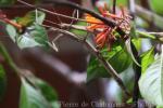 Palawan stick-insect