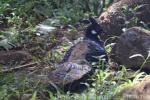 Palawan peacock-pheasant