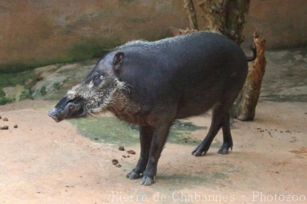 Palawan bearded pig