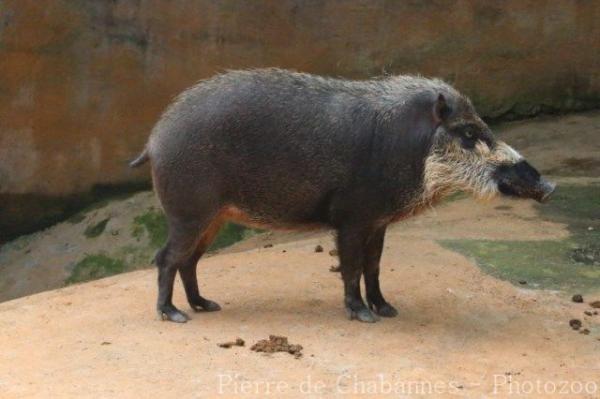 Palawan bearded pig