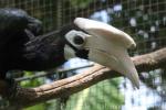 Palawan hornbill