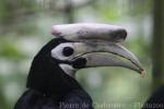 Palawan hornbill