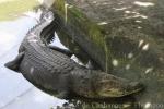 Saltwater crocodile