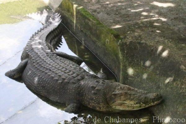 Saltwater crocodile