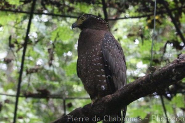 Philippine serpent-eagle