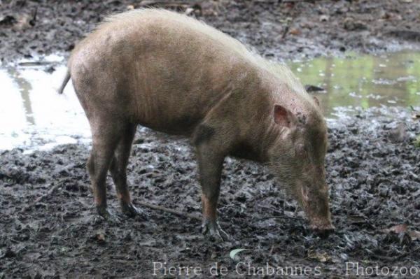 Palawan bearded pig