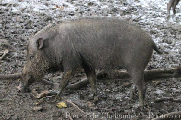 Palawan bearded pig