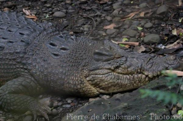 Saltwater crocodile