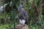 Grey-headed fish-eagle