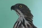 South Philippine hawk-eagle