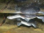 Roti Island snake-necked turtle