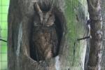 Mindanao lowland scops-owl