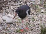 Abdim's stork