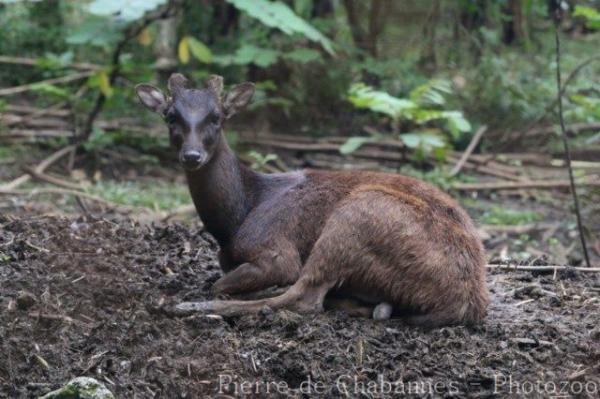 Mindanao brown deer