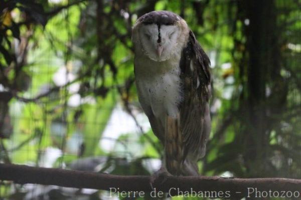 Eastern grass owl