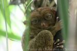 Philippine tarsier