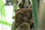 Philippine tarsier