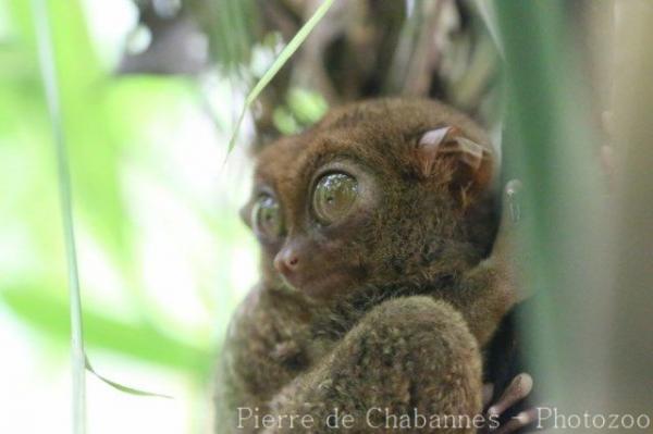 Philippine tarsier