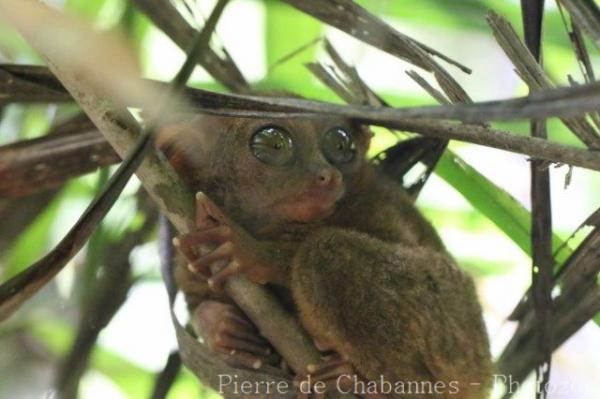 Philippine tarsier