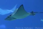 Ocellated eagle ray