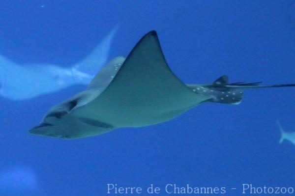 Ocellated eagle ray