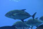 Bluefin trevally