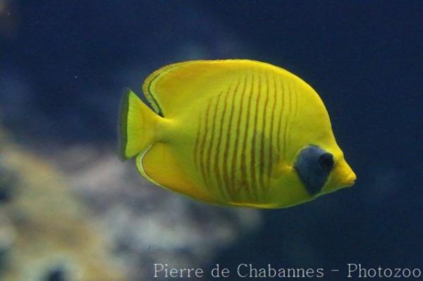 Bluecheek butterflyfish