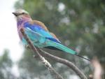 Lilac-breasted roller