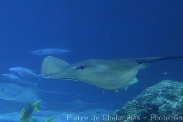 Brown stingray