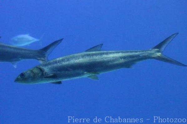 Pacific ladyfish