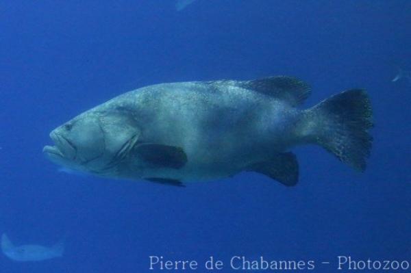 Giant grouper