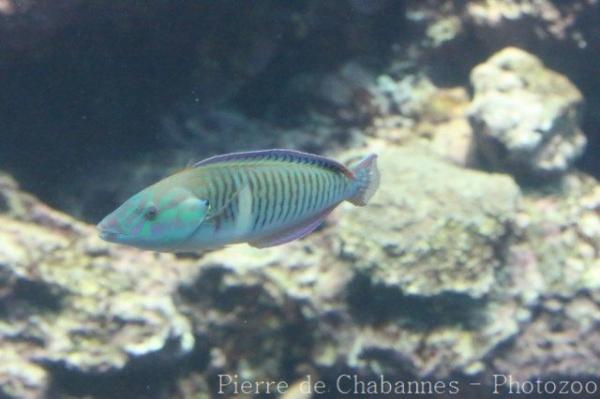 Pastel ringwrasse